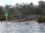 cattle crossing in the narrows.JPG (164 KB)